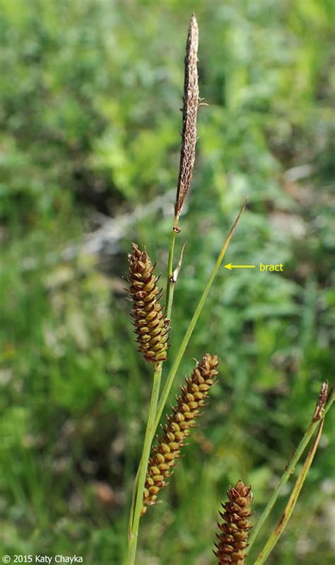 Carex Haydenii Hayden S Sedge Minnesota Wildflowers