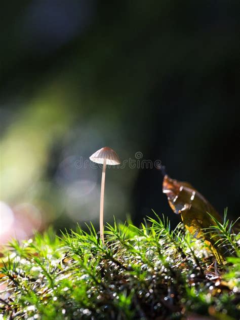 Cierre De Un Grupo De Hongos Que Crecen De Musgo En Un Bosque Verde Y