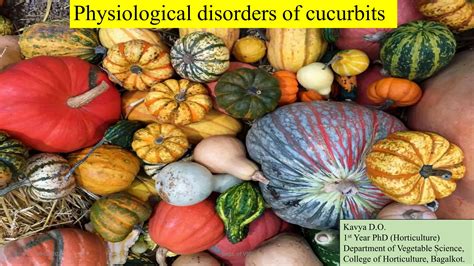 Cucurbits Physiological Disorders Cucurbitaceae Ppt