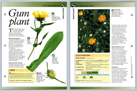 Gum Plant Directory Secret World Of Herbs Fact File Card