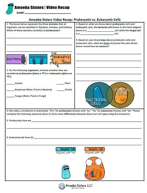 Amoeba Sisters Intro To Cells Worksheet