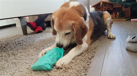Late new years gift for my little friend Spike : r/beagle