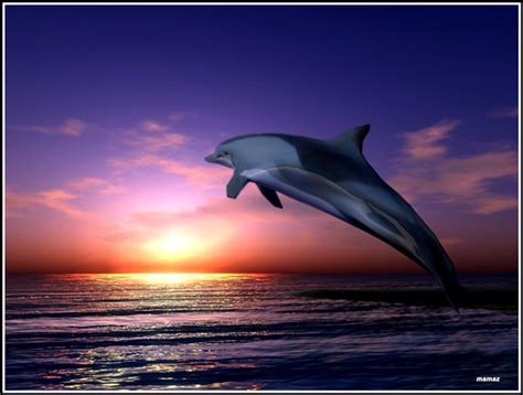 🔥 [40+] Wallpapers Dolphin Sunset | WallpaperSafari