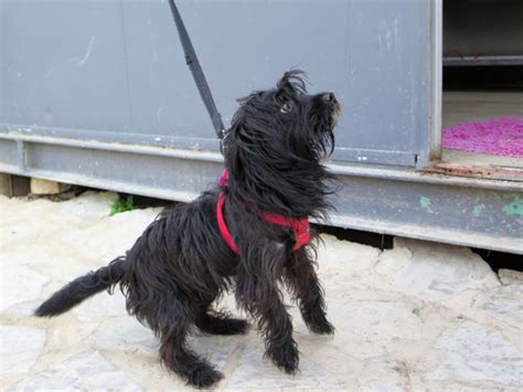 Yaco Perro Adopci N Cruce Perro De Agua Espa Ol Perrera De Los Barrios