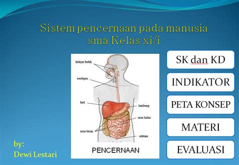 Sistem Pencernaan Pada Manusia Materi Pelajaran Ipa Sdmi Kelas Hot Sex Picture