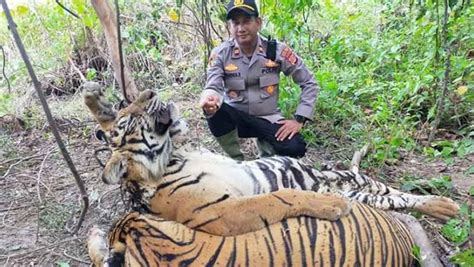 Pilu Harimau Sumatera Ditemukan Mati Tertumpuk Di Hutan