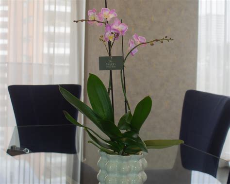 MAYAN ORCHIDS | MOTHER'S DAY COLLECTION by Mayan Orchids - Issuu