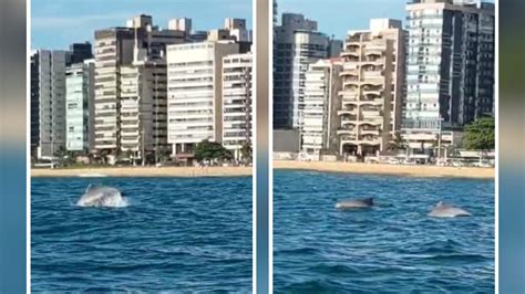 V Deo Golfinhos S O Vistos Pr Ximos Orla Da Praia Da Costa