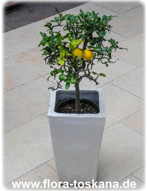 Poncirus Trifoliata Citrus Flying Dragon Trifoliate Orange