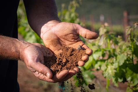 The Volcanic Influence on Wine | Lake County Winegrape Commission