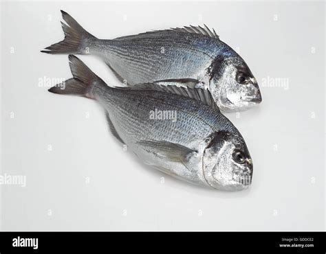 Sparus Auratus Hi Res Stock Photography And Images Alamy