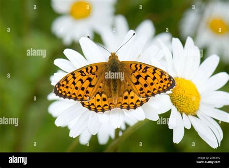 Male Dark Green Fritillary Butterfly Speyeria Aglaja At Rest On Oxeye