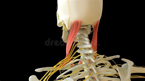 Sternocleidomastoid Muscle Anatomy for Medical Concept 3D Rendering Stock Illustration ...