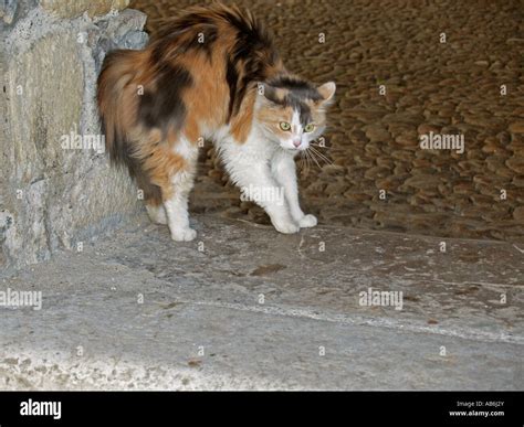 Gato Asustado Fotografías E Imágenes De Alta Resolución Alamy