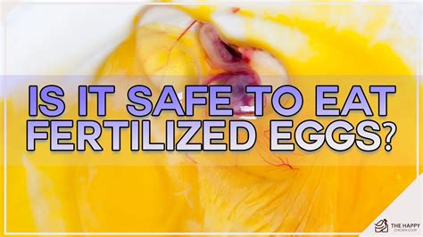 Is It Safe To Eat Fertilized Eggs YouTube