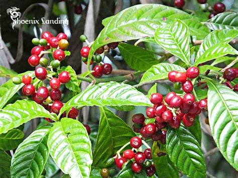 Where Do Coffee Beans Come From All Things To Know