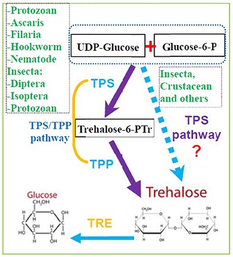 Frontiers Invertebrate Trehalose 6 Phosphate Synthase Gene Genetic