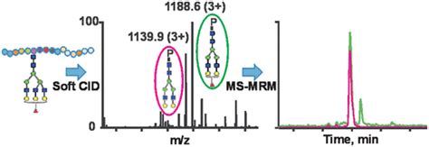 Optimized Fragmentation For Quantitative Analysis Of Fucosylated N