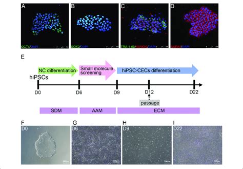 Differentiation Of Hipscs Into Human Cecs With Cdm A D Download Scientific Diagram