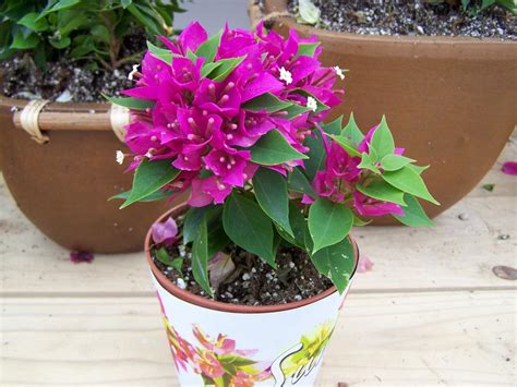 Bougainvillea Guide Tips For Planting And Growing Vibrant Vines Hgtv