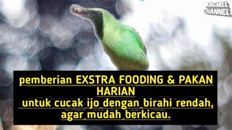 Pemberian Exstra Fooding Dan Pakan Harian Untuk Cucak Ijo Kurang Birahi