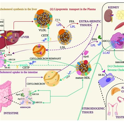 Cholesterol Synthesis And Lipoprotein Transport I Endogenous