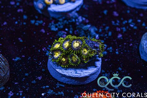 Tsa Hydra Lady Dragon Zoa Wysiwyg Queen City Corals