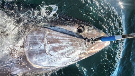 Amazing Giant Bluefin Tuna Fishing Skill Catching Tuna On The Big Sea