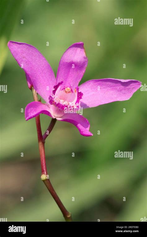 Hardy Chinese Ground Orchid Bletilla Striata Chinese Orchid Stock