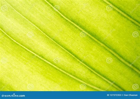 Green Leaves Background. Texture of Green Leaves with High Resolution ...