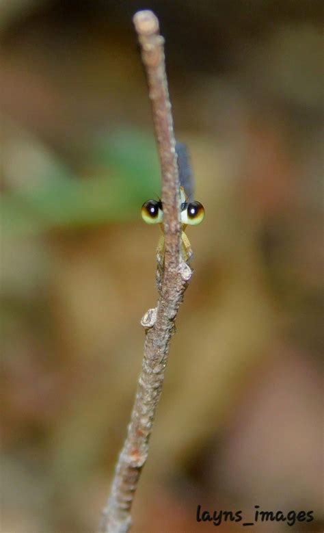 Pin by nat on bugs bugs bugs | Weird insects, Weird animals, Beautiful bugs