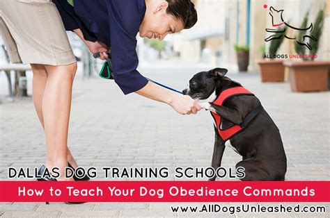 How To Teach Your Dog Obedience Commands - All Dogs Unleashed Dallas