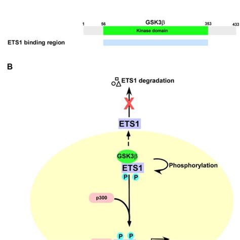 Schematic Representation Of The Role Played By The Gsk3βets1mmp 9