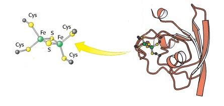 enzymes - Structure and reactions of the cofactors of oxidoreductases ...