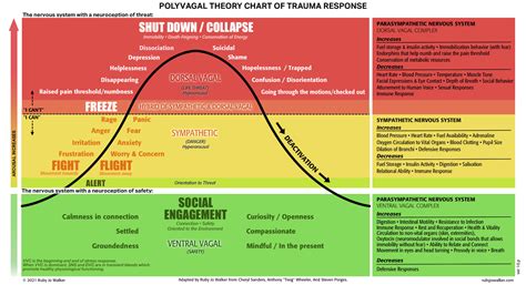 Polyvagal Theory Diagram Nbkomputer