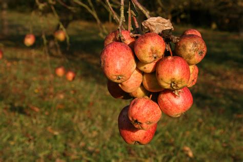 Banco De Imagens Natureza Ramo Plantar Fruta Doce Flor Velho Maduro Comida Vermelho