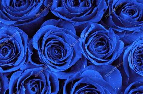 Blue Roses Stock Photo By ©nupix 40190857