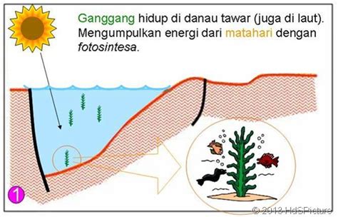 Proses Pembentukan Minyak Bumi Materi Lengkap Hedi Sasrawan