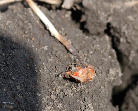 In Furrow Starter Fertilizer Damage To Corn Titan Pro