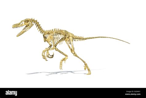 Velociraptor Skeleton High Resolution Stock Photography and Images - Alamy