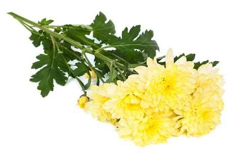 Premium Photo | Yellow chrysanthemums