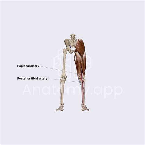 Popliteal Artery Arteries Of The Lower Limb Lower Extremity