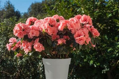 10 Best Plants For Pots All Year Round My Favourite Picks