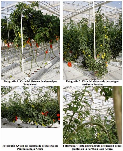 THM Tecnologías de la Horticultura Mediterránea Los sistemas de