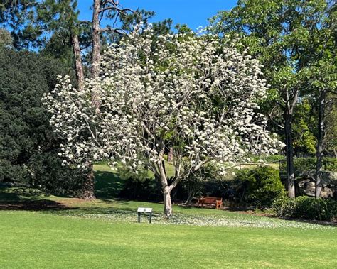 Jacaranda Mimosifolia Alba GardensOnline