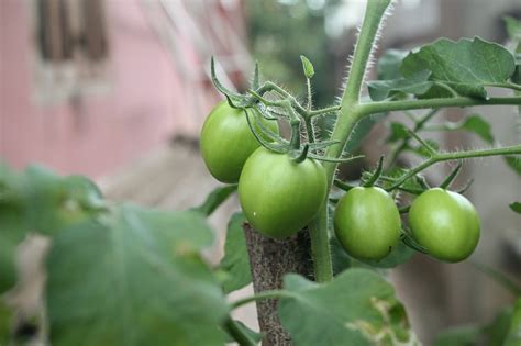 Tomatoes Fruit Plant Green Free Photo On Pixabay Pixabay