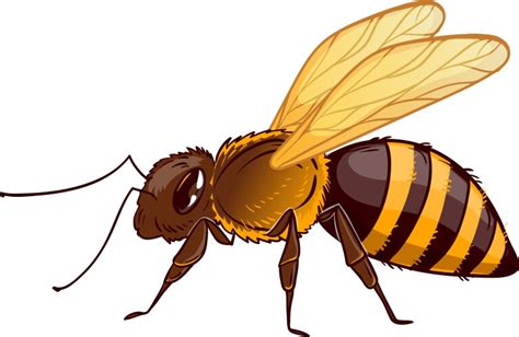 bee cartoon vector images