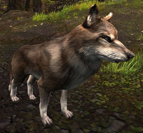 Veteran Timber Wolf Guild Wars 2 Wiki GW2W