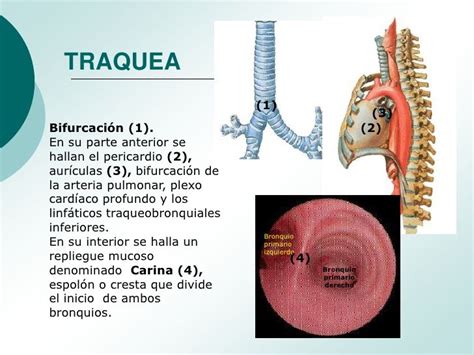 O Que É Traque - Que Es Traquear at Eugenia Donna blog
