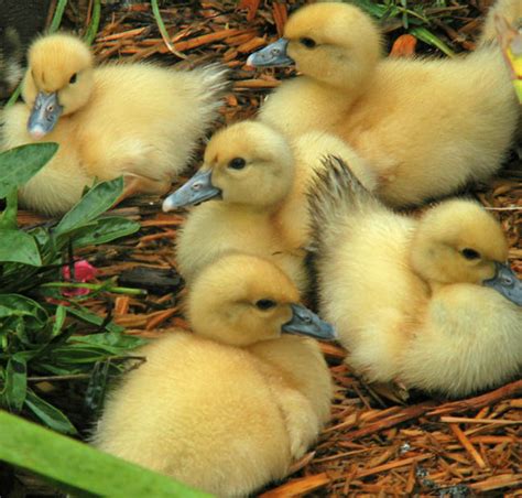 baby ducks - Animals Photo (31184753) - Fanpop